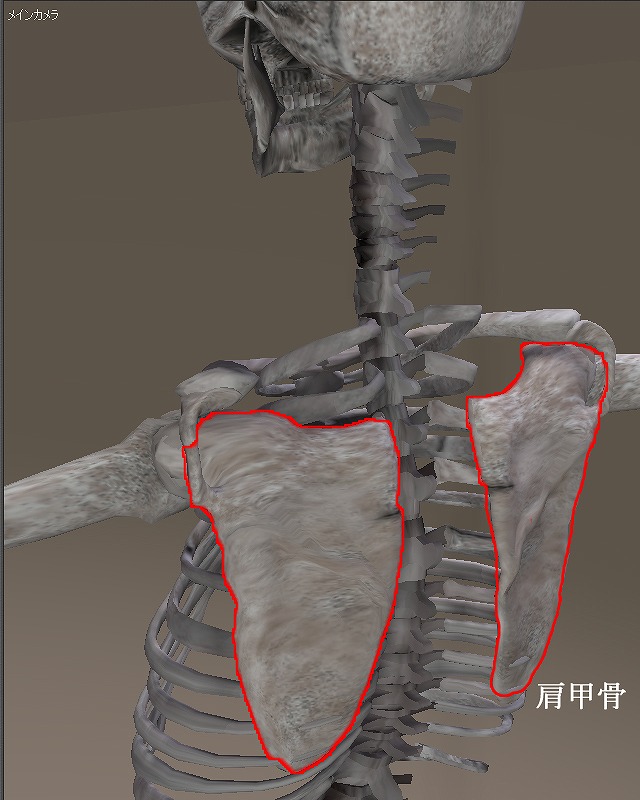肩の骨