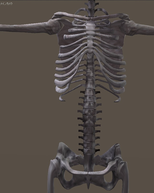 胸部、腹部、腰部の骨。