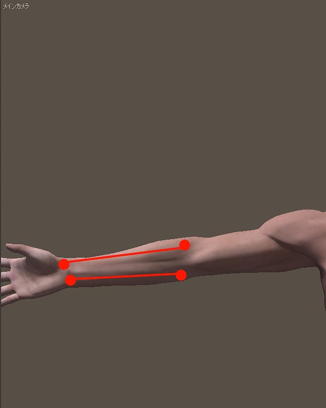 下腕の骨の元の状態の骨の図。下腕の2つの骨が回っていない。