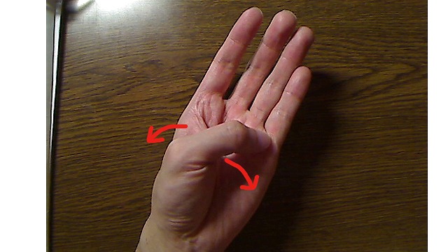親指を前屈させた手のひら。親指の先端が小指の第1関節点あたりに来ている。