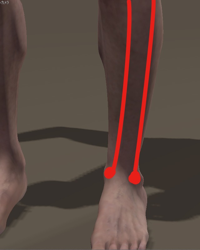 外果は下脚の外側の細い骨に接続、内果はすねの太い骨と接続。